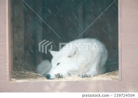 白狼#2 白狼#2 139724504