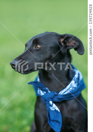 Dog, park and sitting on lawn field for training exercise for pet care, outdoor or wellness. Animal, calm and environment on grass for trust workout for obedience puppy for practice, playful or game 139724928