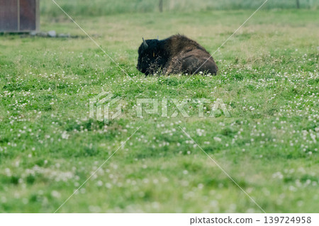 Buffalo rest Buffalo rest 139724958