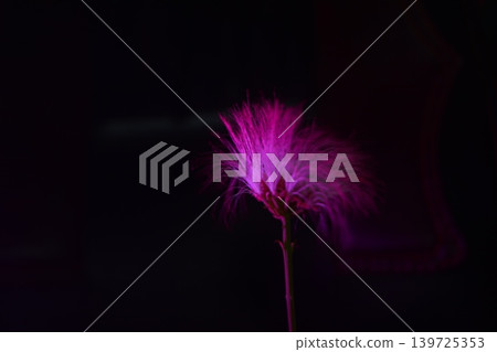 Pink powderpuff flower illuminated against black background with persian silk 139725353