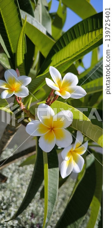 Frangipane Plumeria Flowers in the Sun Frangipane Plumeria Flowers in the Sun 139725401