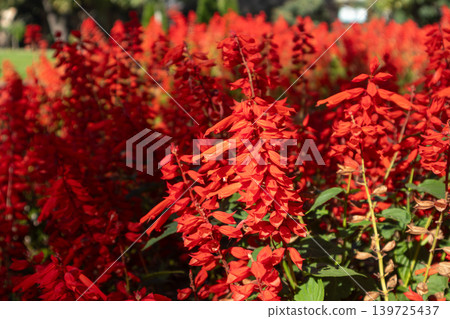 Vibrant Red Salvia Flowers in Sunlit Garden 139725437