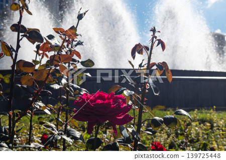 Rose Blooming in Front of Water Fountain Rose Blooming in Front of Water Fountain 139725448