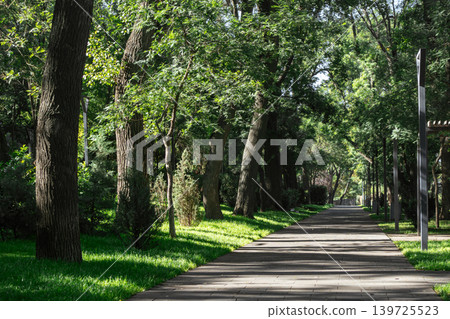 Sunlit Tree-lined Path Through Lush Green Park Sunlit Tree-lined Path Through Lush Green Park 139725523