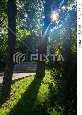 Sunlight Filtering Through Trees in Park Sunlight Filtering Through Trees in Park 139725524