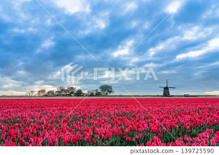 Landscape from an windmill whit bueatiful Tulips Landscape from an windmill whit bueatiful Tulips 139725590