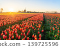 Landscape from an windmill whit bueatiful Tulips 139725596