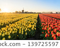 Landscape from an windmill whit bueatiful Tulips 139725597