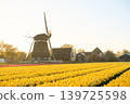 Landscape from an windmill whit bueatiful Tulips 139725598