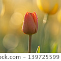 A Striking Contrast in a Tulip Field 139725599