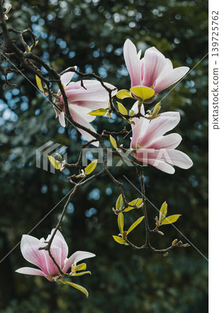 Amazing Magnolia flowers in a spring garden. Springtime background. Amazing Magnolia flowers in a spring garden. Springtime background. 139725762