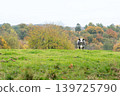 An cow on the field 139725790