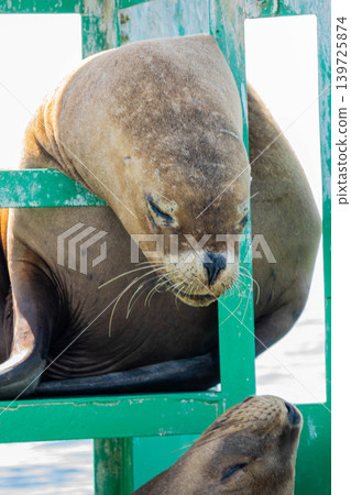 海獅 海獅 139725874