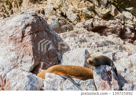 Sea lion Sea lion 139725892