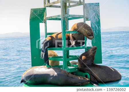 海獅 海獅 139726002