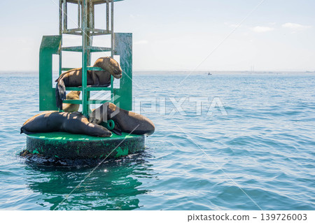 海獅 海獅 139726003