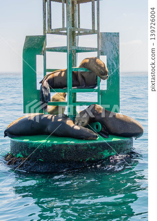 Sea lion Sea lion 139726004
