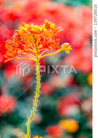 Epidendrum Epidendrum 139726018