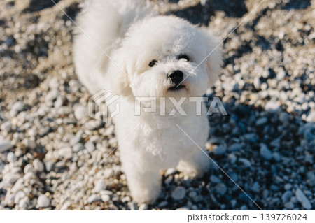 Cute Bichon Frise puppy walking on a beach. Cute Bichon Frise puppy walking on a beach. 139726024