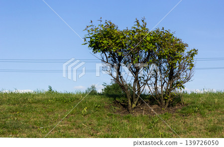 A shrub against a clear blue sky on a bright summer day 139726050