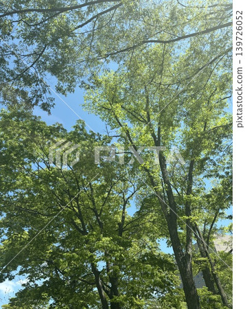 Spring of the Japanese Elm Spring of the Japanese Elm 139726052