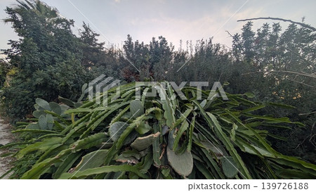 Cactus leaves overlap against a background of wild plants 139726188