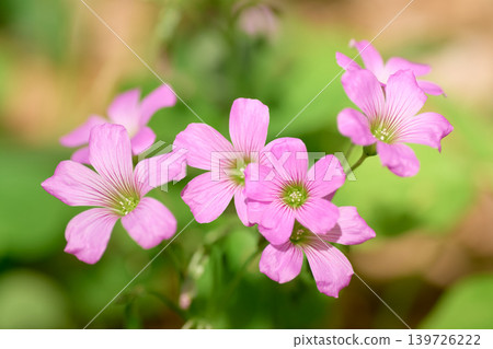 The pink flowers of the wood sorrel bloom vividly, bathed in sunlight filtering through the trees. The pink flowers of the wood sorrel bloom vividly, bathed in sunlight filtering through the trees. 139726222