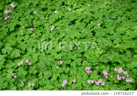 A background image of wood sorrel covering the ground like a green carpet. A background image of wood sorrel covering the ground like a green carpet. 139726227