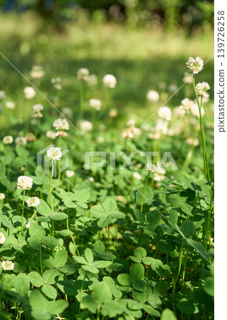 I found two four-leaf clovers in a field of white clover. I found two four-leaf clovers in a field of white clover. 139726258