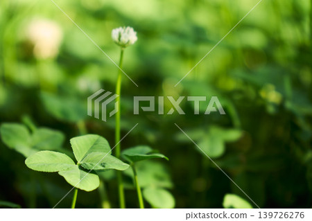 A four-leaf clover I found in a field of white clover. A four-leaf clover I found in a field of white clover. 139726276