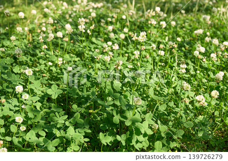 I found two four-leaf clovers in a field of white clover. I found two four-leaf clovers in a field of white clover. 139726279