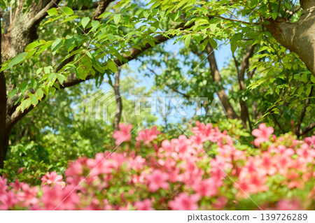 The vibrant pink azalea blossoms bloom brightly in the early summer sunshine. The focus is on the leaves of the trees in the background. The vibrant pink azalea blossoms bloom brightly in the early summer sunshine. The focus is on the leaves of the trees in the background. 139726289