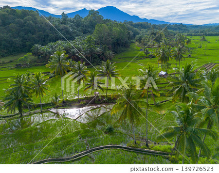 Farmers planting rice in terraced rice fields at sunrise in Indonesia 139726523