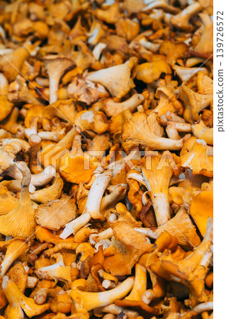 Fresh Golden Chanterelle Mushrooms at Market Fresh Golden Chanterelle Mushrooms at Market 139726572