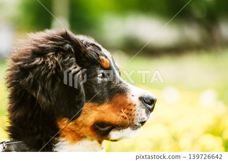 Bernese Mountain Dog Berner Sennenhund Puppy 139726642