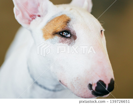 Close Up Pet White Bullterrier Dog Close Up Pet White Bullterrier Dog 139726651