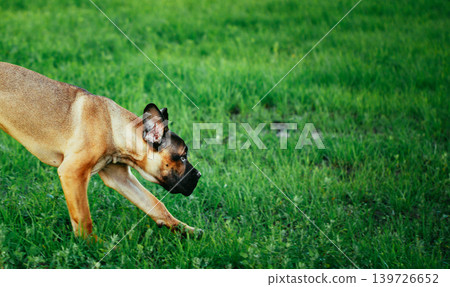 Cane Corso Whelp Puppy Running On Green Grass 139726652