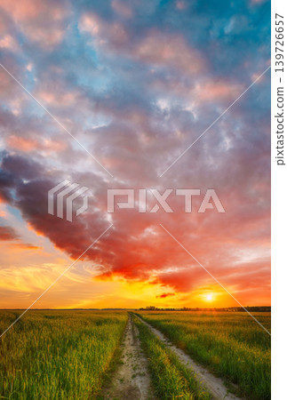 Rural Countryside Road Through Green Wheat Field. Spring Season. Colorful Dramatic Sky At Sunset... Rural Countryside Road Through Green Wheat Field. Spring Season. Colorful Dramatic Sky At Sunset... 139726657