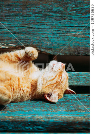 Red Kitten Cat Sleeps On A Bench In Park Red Kitten Cat Sleeps On A Bench In Park 139726659