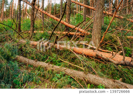 Windfall in forest. Storm damage. Fallen trees forest after strong hurricane wind Windfall in forest. Storm damage. Fallen trees forest after strong hurricane wind 139726666