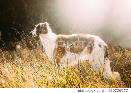 Russian Dog, Borzoi Dog Patiently Waiting Outdoor In Summer Autumn Meadow Field Grass At Sunset Sunrise. Russkaya Psovaya Borzaya Dog Outdoor In Rays Of Setting Sun. Russian Hunting Sighthound Russian Dog, Borzoi Dog Patiently Waiting Outdoor In Summer Autumn Meadow Field Grass At Sunset Sunrise. Russkaya Psovaya Borzaya Dog Outdoor In Rays Of Setting Sun. Russian Hunting Sighthound 139726677