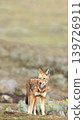 Endangered Ethiopian wolf in Bale Mountains highlands 139726911