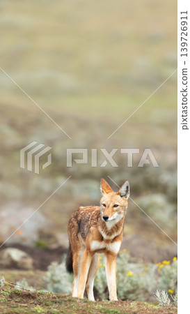 Endangered Ethiopian wolf in Bale Mountains highlands Endangered Ethiopian wolf in Bale Mountains highlands 139726911