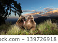 Two male Gelada monkeys at sunset in Simien mountains Ethiopia 139726918