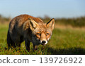 Portrait of a curious red fox standing on green grass in a meadow 139726922