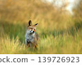 Red fox sitting in a meadow with eyes closed and butterfly on nose 139726923