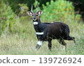 Endemic Menelik's Bushbuck in Bale Mountains National Park Ethiopia 139726924