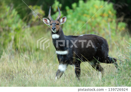 Endemic Menelik's Bushbuck in Bale Mountains National Park Ethiopia 139726924