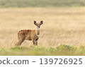 Mountain Nyala calf in Bale Mountains National Park Ethiopia 139726925