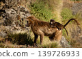 Gelada baboon mother carrying baby in Ethiopia 139726933
